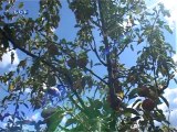 Procvetala jabuka u vreme berbe, 26. avgust 2014. (RTV Bor)