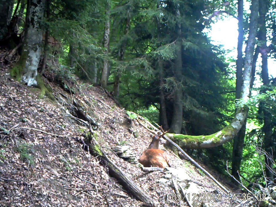 cerf_2_gros