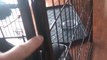 Best BestPet® Black 32' Heavy Duty Pet Playpen Dog Exercise Pen Cat Fence B