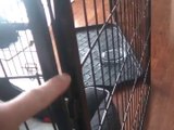 Best BestPet® Black 32' Heavy Duty Pet Playpen Dog Exercise Pen Cat Fence B