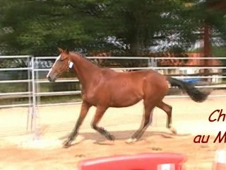 Circée Domerguie, femelle AA 2 ans par Nathan de la Tour