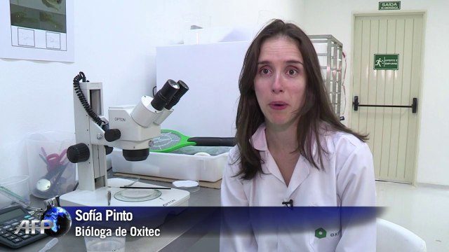 Mosquitos transgénicos contra el dengue