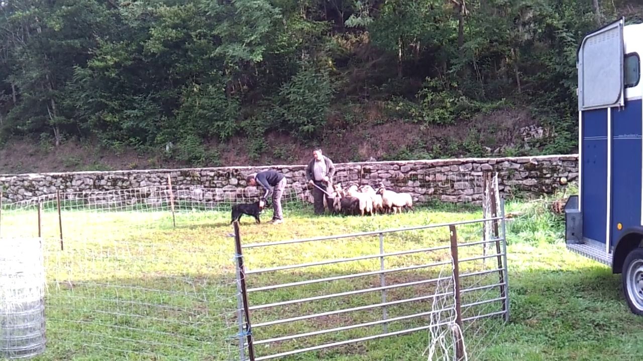 CANT de Ice des Ondes de Love à la NUT des bergers australiens 2014