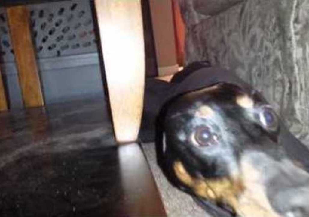 Cute Puppy Gets Stuck in Owner's Sleeve