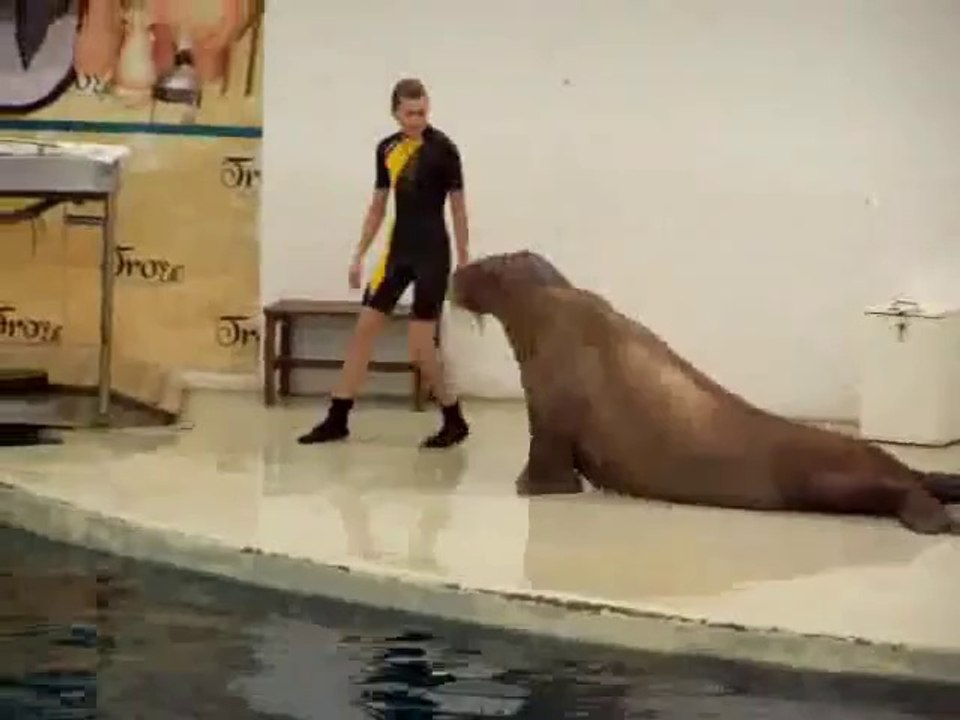 Tricheco balla con l'istruttrice, incredibile!