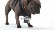 GoPro Creates Pet Harness to Let Owners Capture Their Dog's Point of View