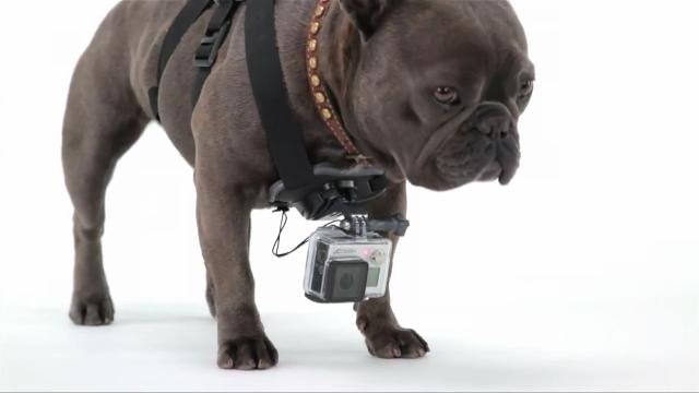 GoPro Creates Pet Harness to Let Owners Capture Their Dog's Point of View