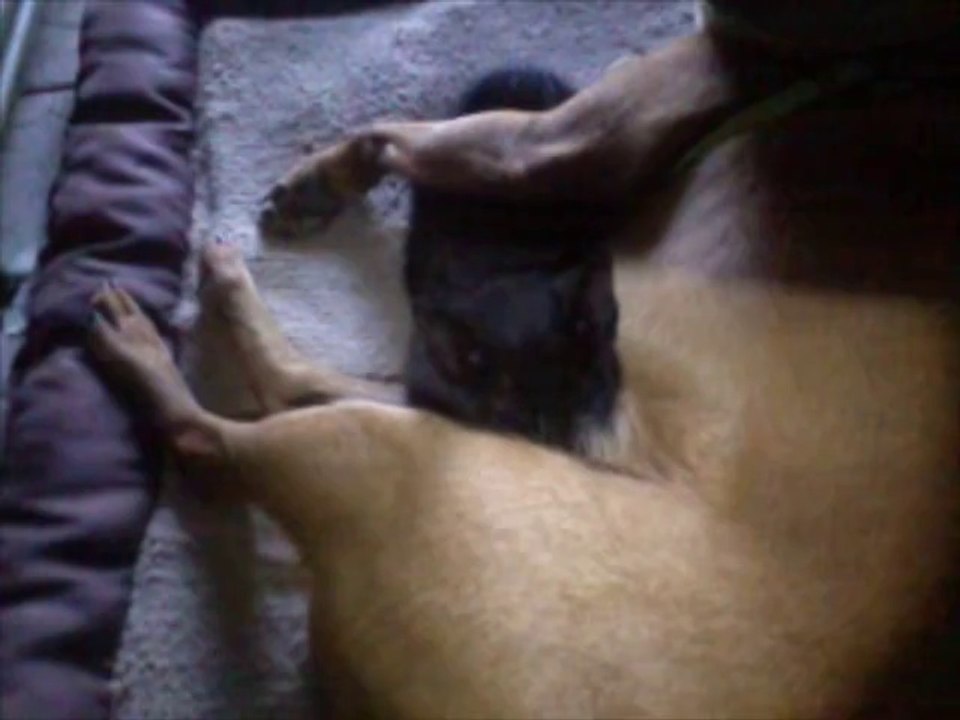 Hündin Emma adoptiert Katzenbaby