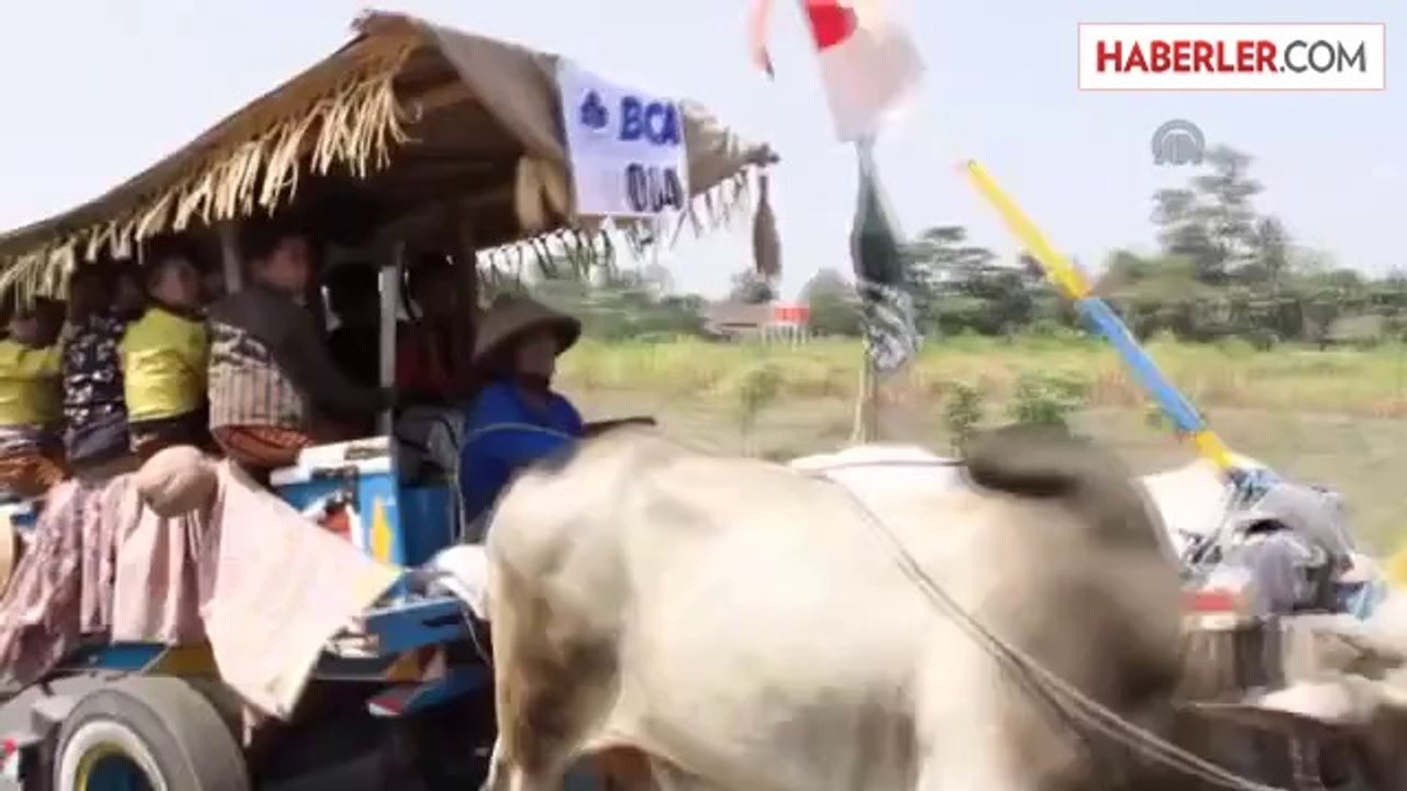 Endonezya Geleneksel Kağnı Festivali