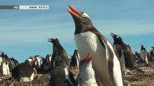 Wildlife - Penguin Island: The Falklands (preview)