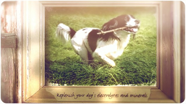 Organic Dog Drinks from Pet Bistro