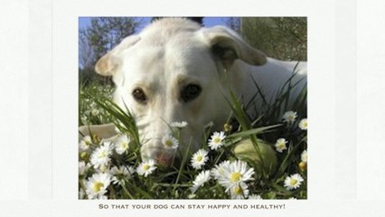 All Natural Dog Treats