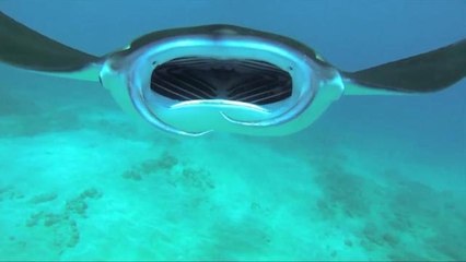 Diver Captures Incredible Video of Inside a Giant Manta Ray's Mouth
