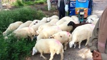 Shepherd in Punjab Pakistan
