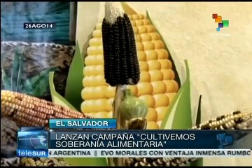 下载视频: El Salvador:ONG piden aprobar Ley de Soberanía y Seguridad Alimentaria