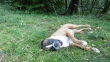 Zeppo,  26. aug