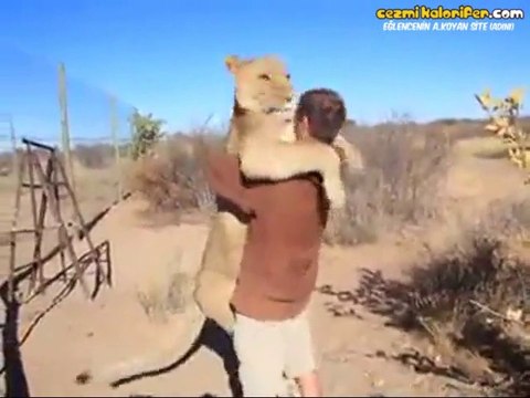 6 Ay Sonra Sahibine Kavuşan Aslan