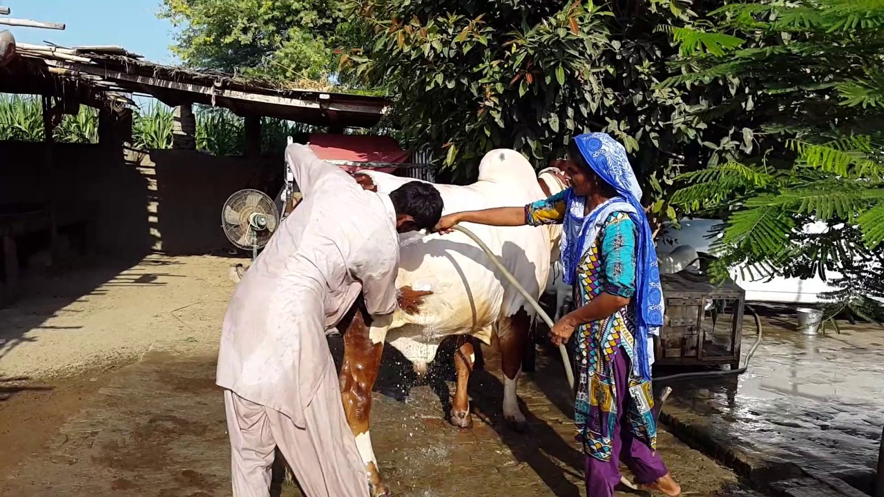 Raja From Rahman cattle 2014