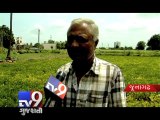 Water crisis due scanty rains, Cotton, Peanut crops affected in Gujarat - Tv9 Gujarati