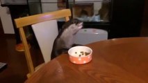 So cute trained otter eats its meal on the table