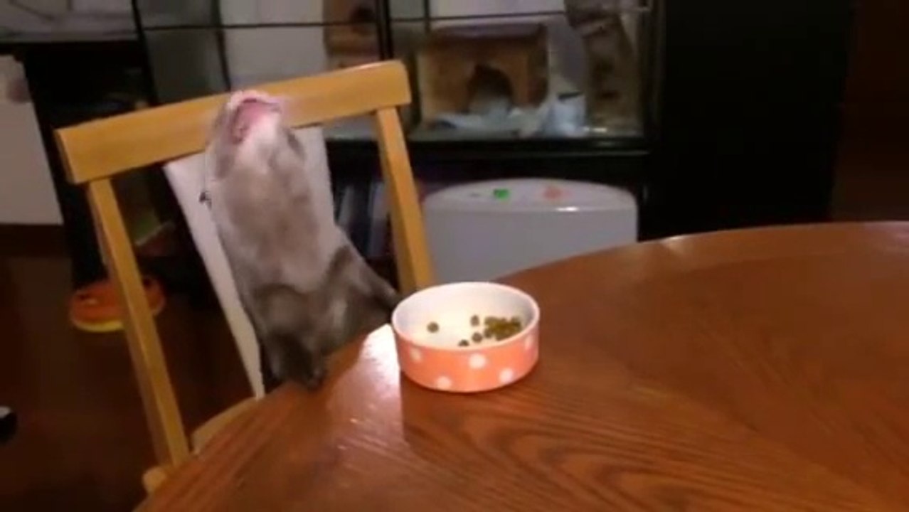 Loutre bien élevée mange ses croquettes à table!