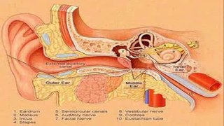 Tinnitus Miracle WOW Tinnitus Miracle