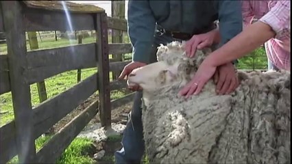 6 yıldır vahşi doğada yaşayan koyun!!