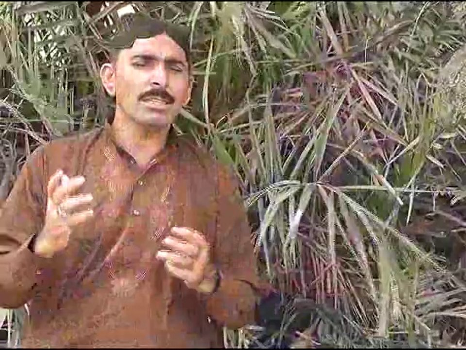 azmat niazi song 2 2014