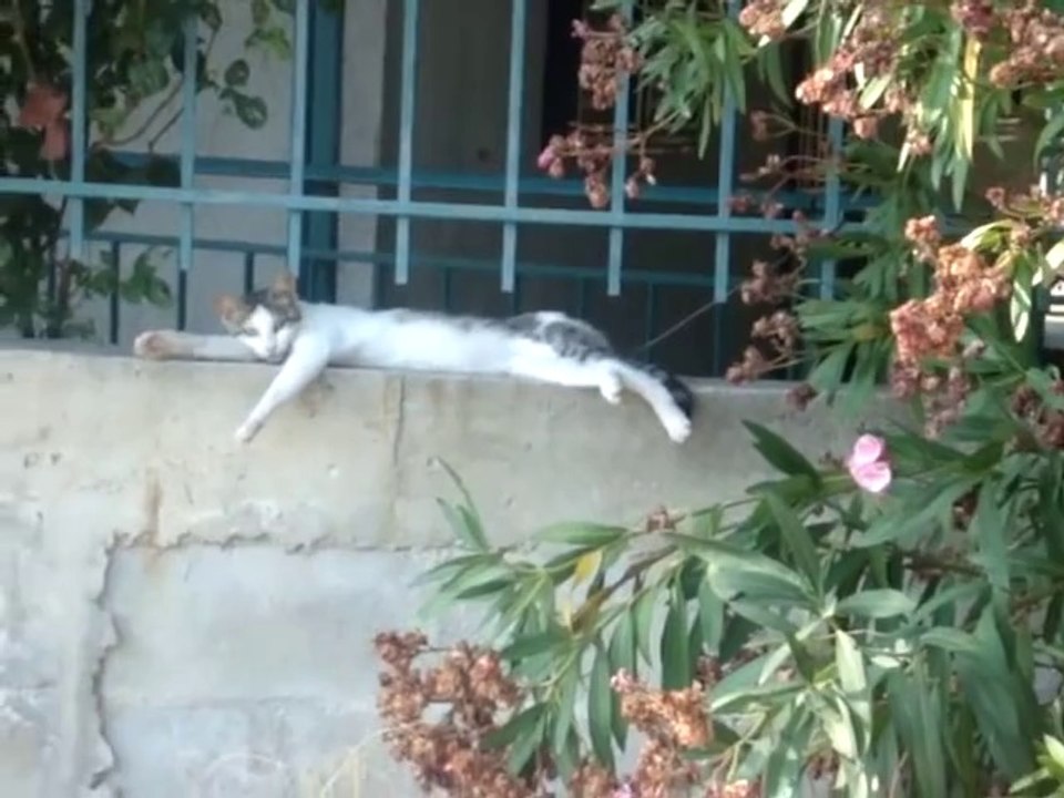 Lazy cat sleeps like a man!!!