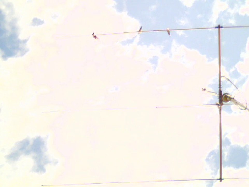 zozio sur yagi