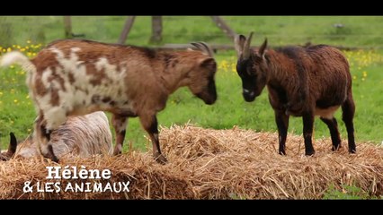 Hélène et les animaux - 2e épisode - Teaser Cigognes