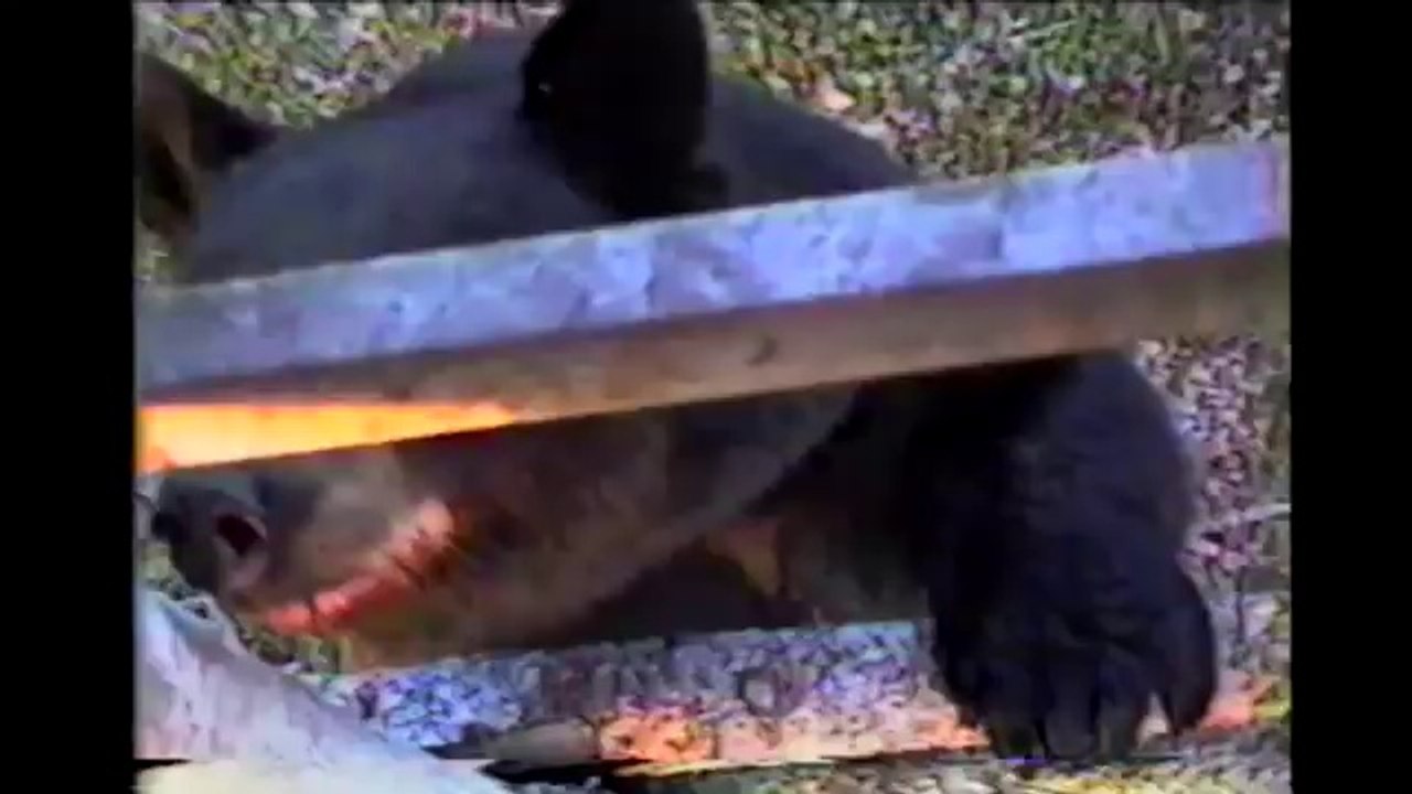 Bears Are Awesome Compilation