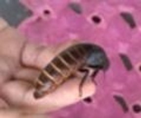 Bu çekirgeler yok satıyor