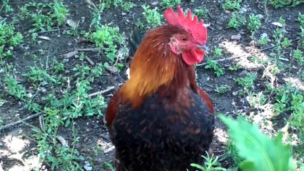 MR COQ, MME POULE ET SES PETITS