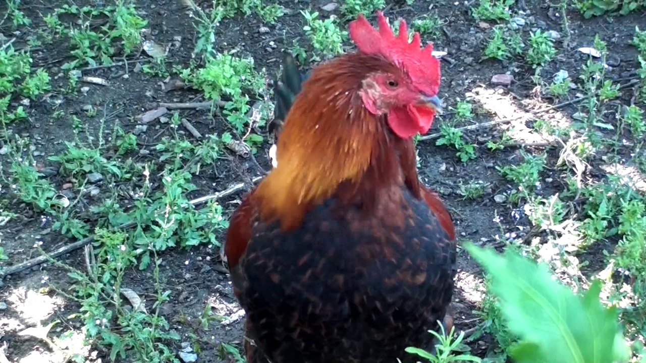 MR COQ, MME POULE ET SES PETITS