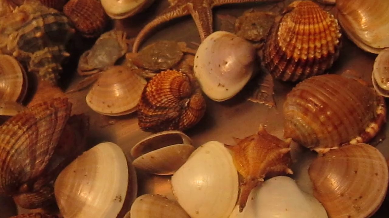 crustacées
