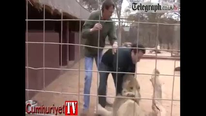 Aslanın kafesine girdi ve olanlar oldu