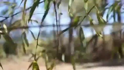 Assassin's Creed 3 Parkour In Real Life