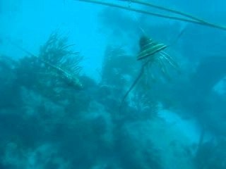 Caccia grossa all'aragosta...