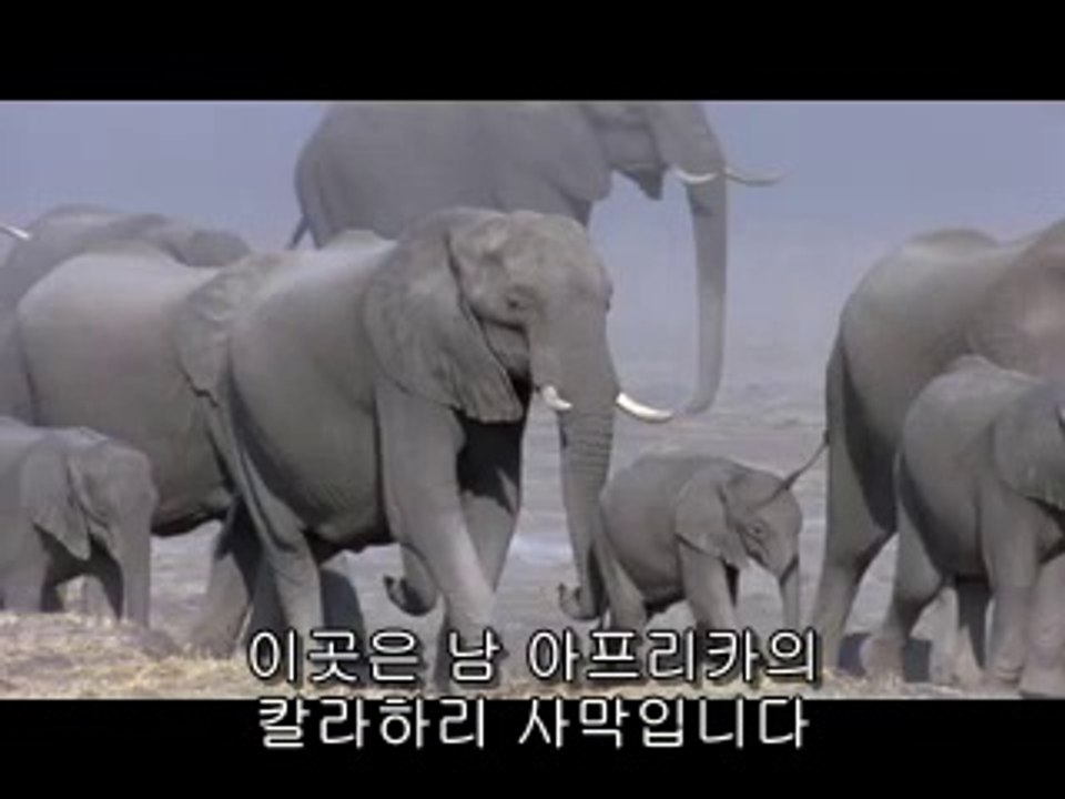 [강남오피 티슈]아찔한밤 강남오피정보