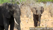 Unsustainable Elephant Poaching Killed 100K In 3 Years