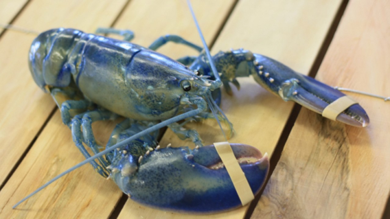 Blue Lobster Saved From The Plate, Given To Aquarium