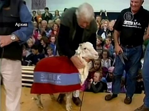 Найден баран, которого никогда в жизни не стригли