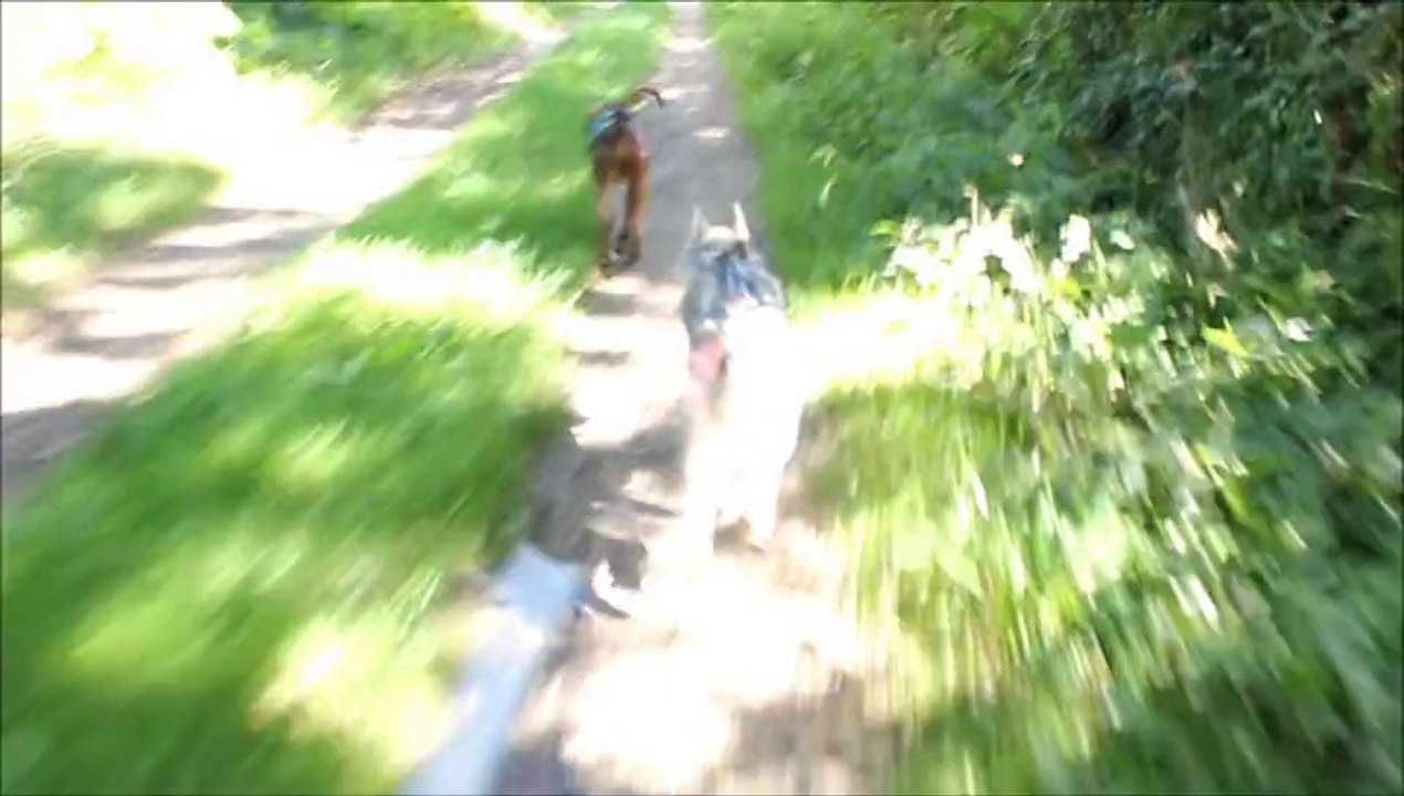 Cani-trotinette Cani-vtt Fidjy Ice & Eden