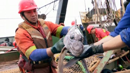 La découverte du fantastique requin fantôme