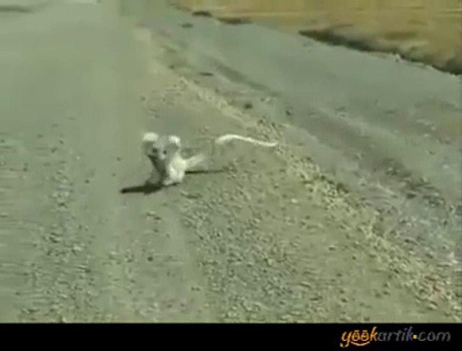 Bu ney lan böyle :) Ne kadar sevimli