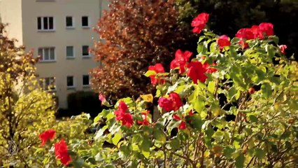 Yeniden Yeryüzü: Berlin'in Arıları