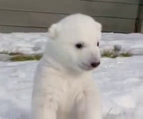 Un lindo oso polar