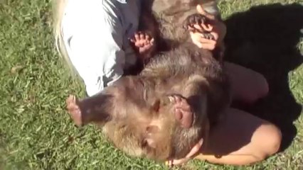 Kato Potato and I - Wombat Cuddles!!