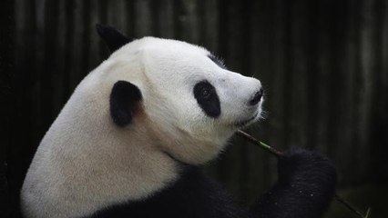 Live Panda Birth Broadcast Cancelled After Panda Faked Pregnancy for Attention